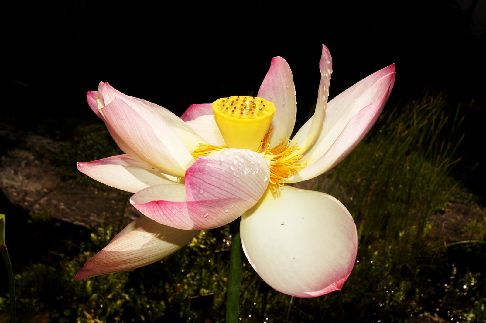 Sony SLT-A33 sample photo. Lotus, chiaroscuro, aquatic flower photography