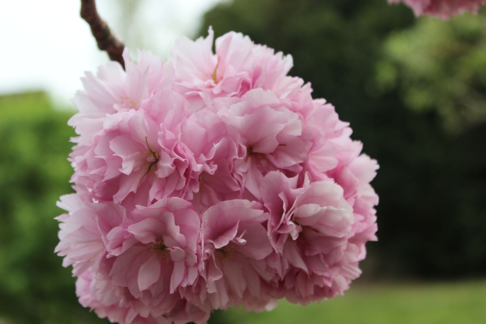 Canon EOS 600D (Rebel EOS T3i / EOS Kiss X5) sample photo. Blossom, pink, branch photography