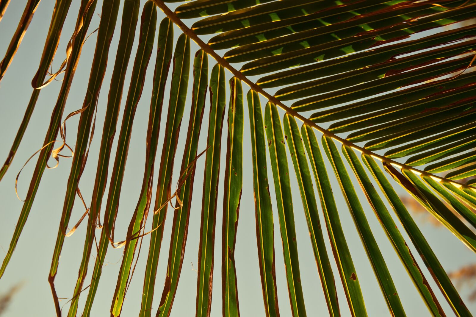 Nikon D3S sample photo. Palm trees, tropical, wood photography