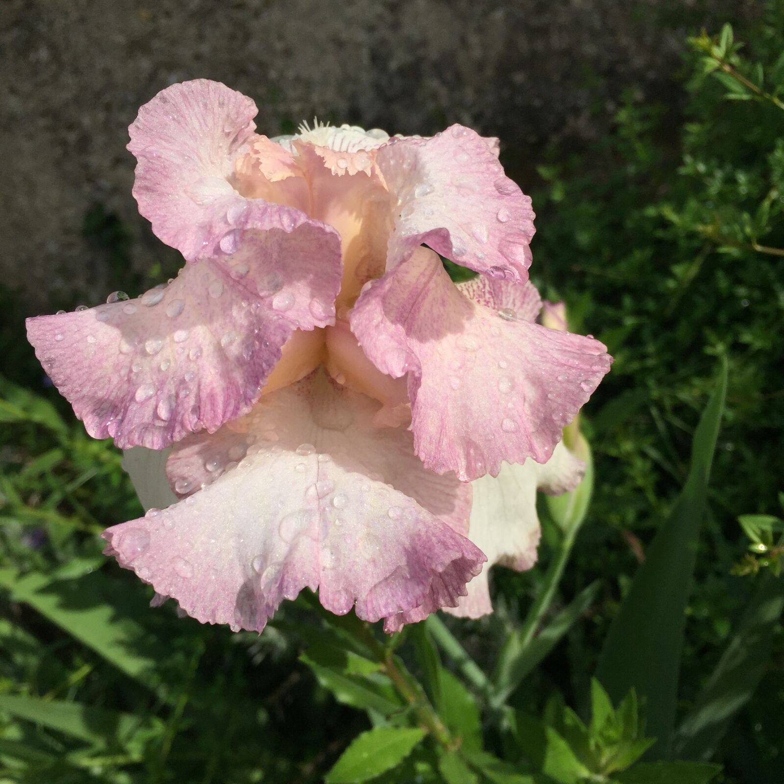Apple iPhone 6 sample photo. Iris, flower, pink photography