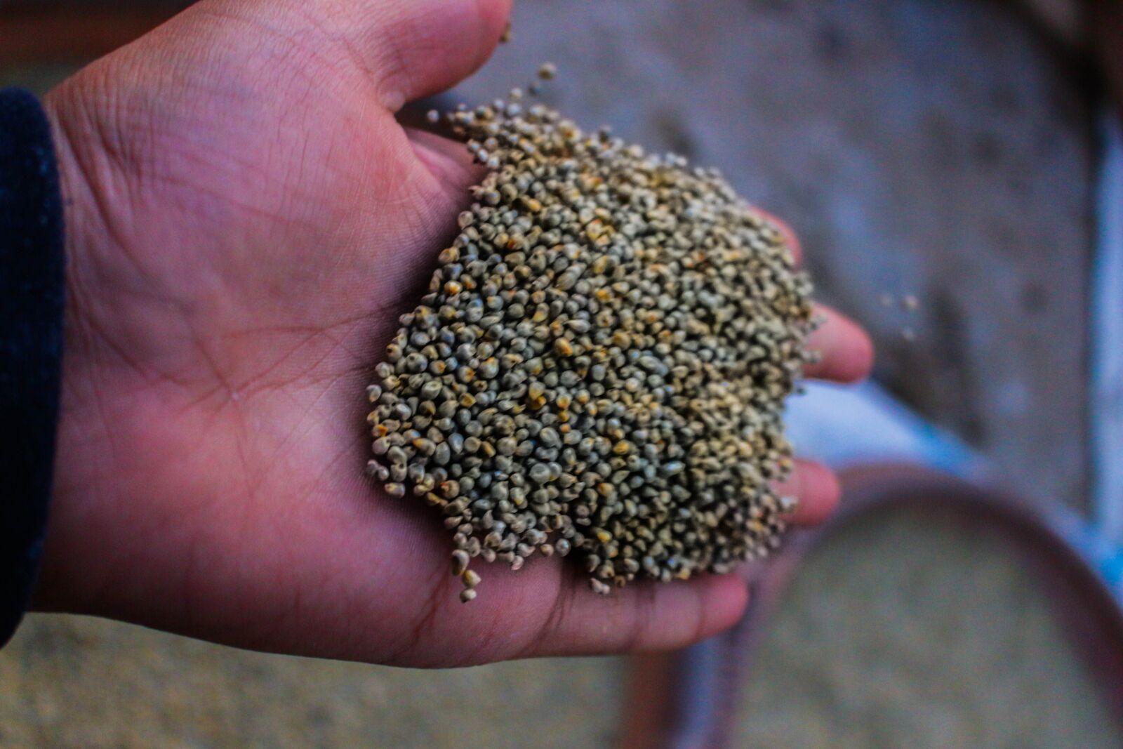 Canon EOS 700D (EOS Rebel T5i / EOS Kiss X7i) sample photo. Seeds, hands, nature photography