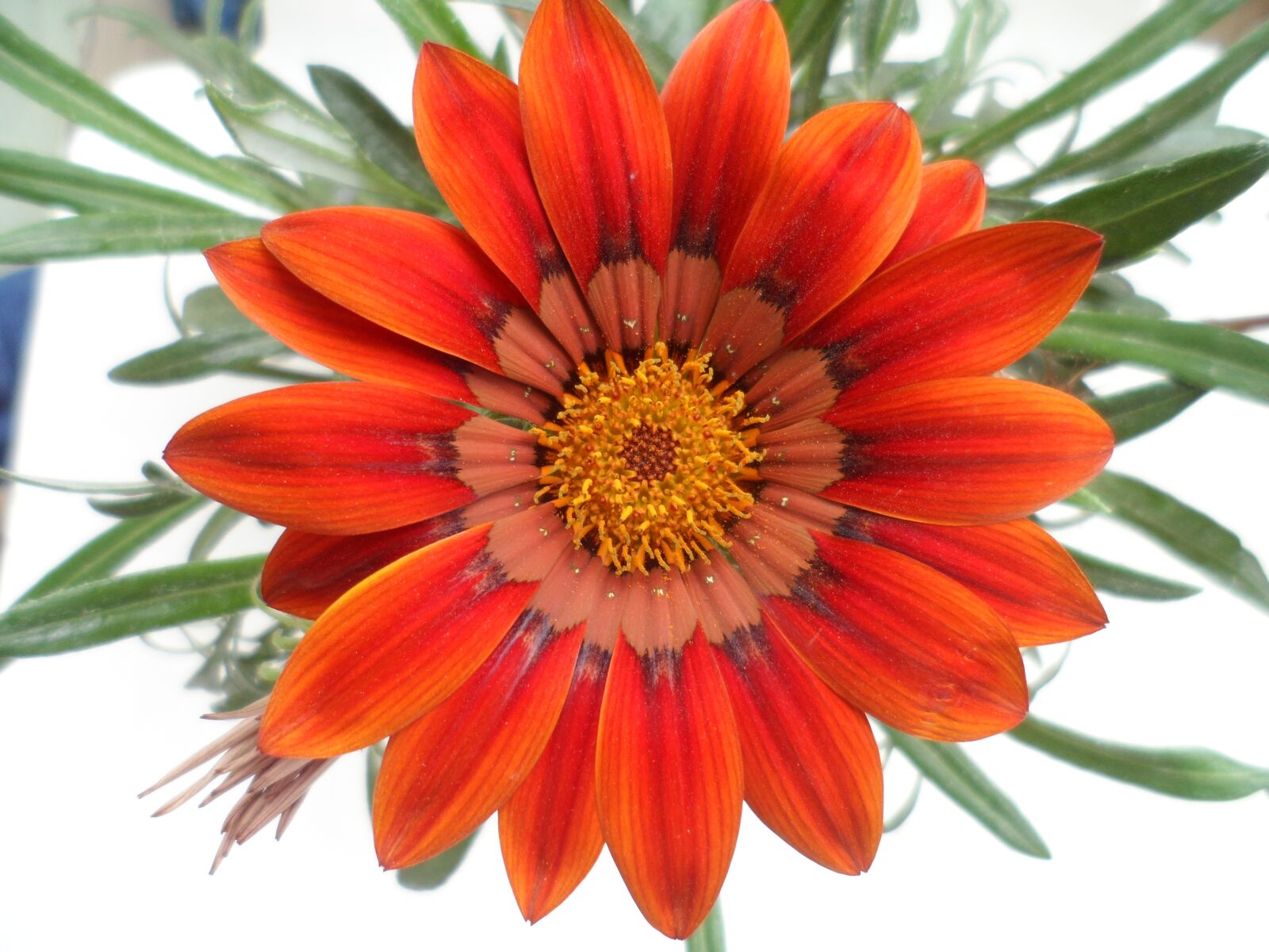 Samsung MV800 sample photo. Beautiful flowers, plants, nature photography