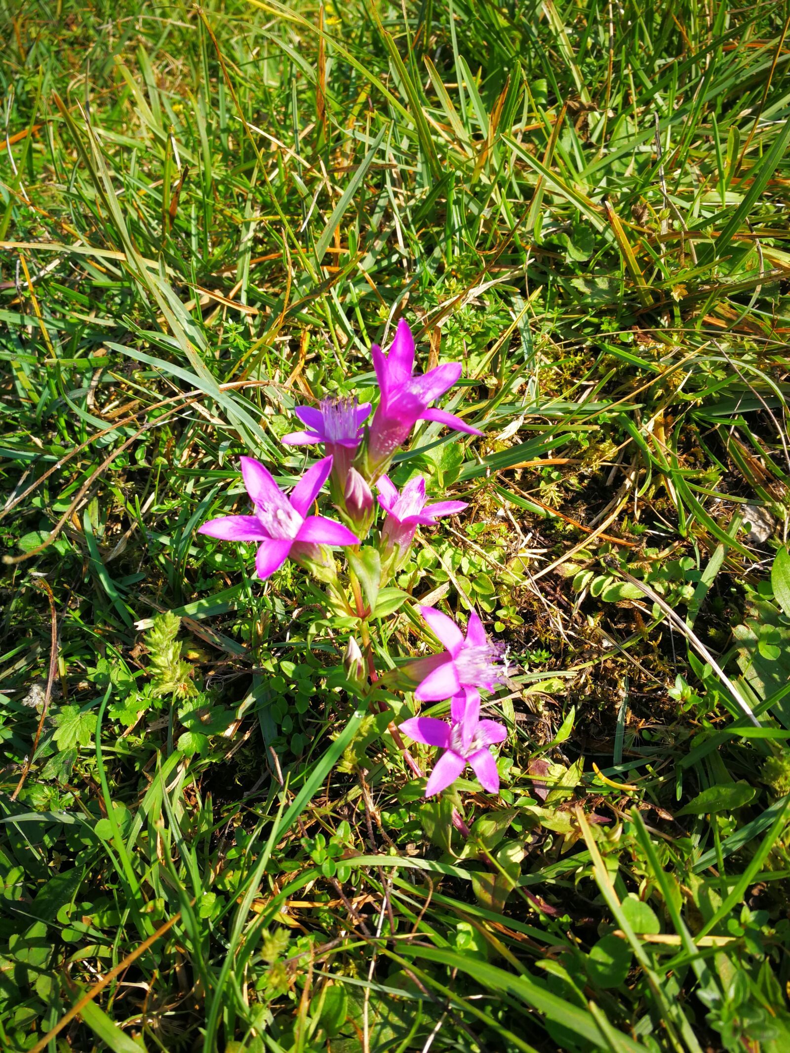HUAWEI Mate 9 sample photo. Mountain flower, alpine flowers photography