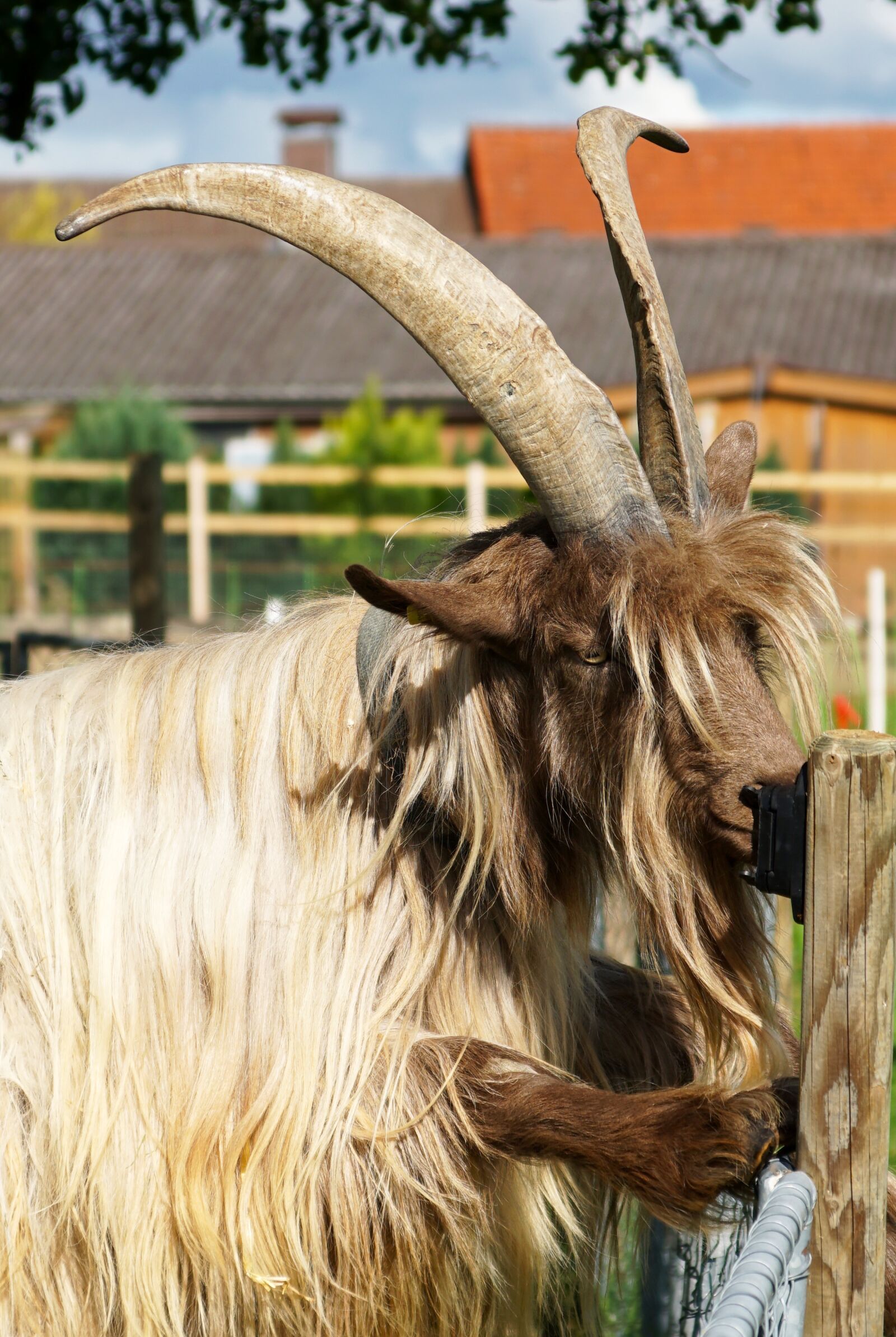 Sony Vario-Sonnar T* DT 16-80mm F3.5-4.5 ZA sample photo. Goat, large, horns photography