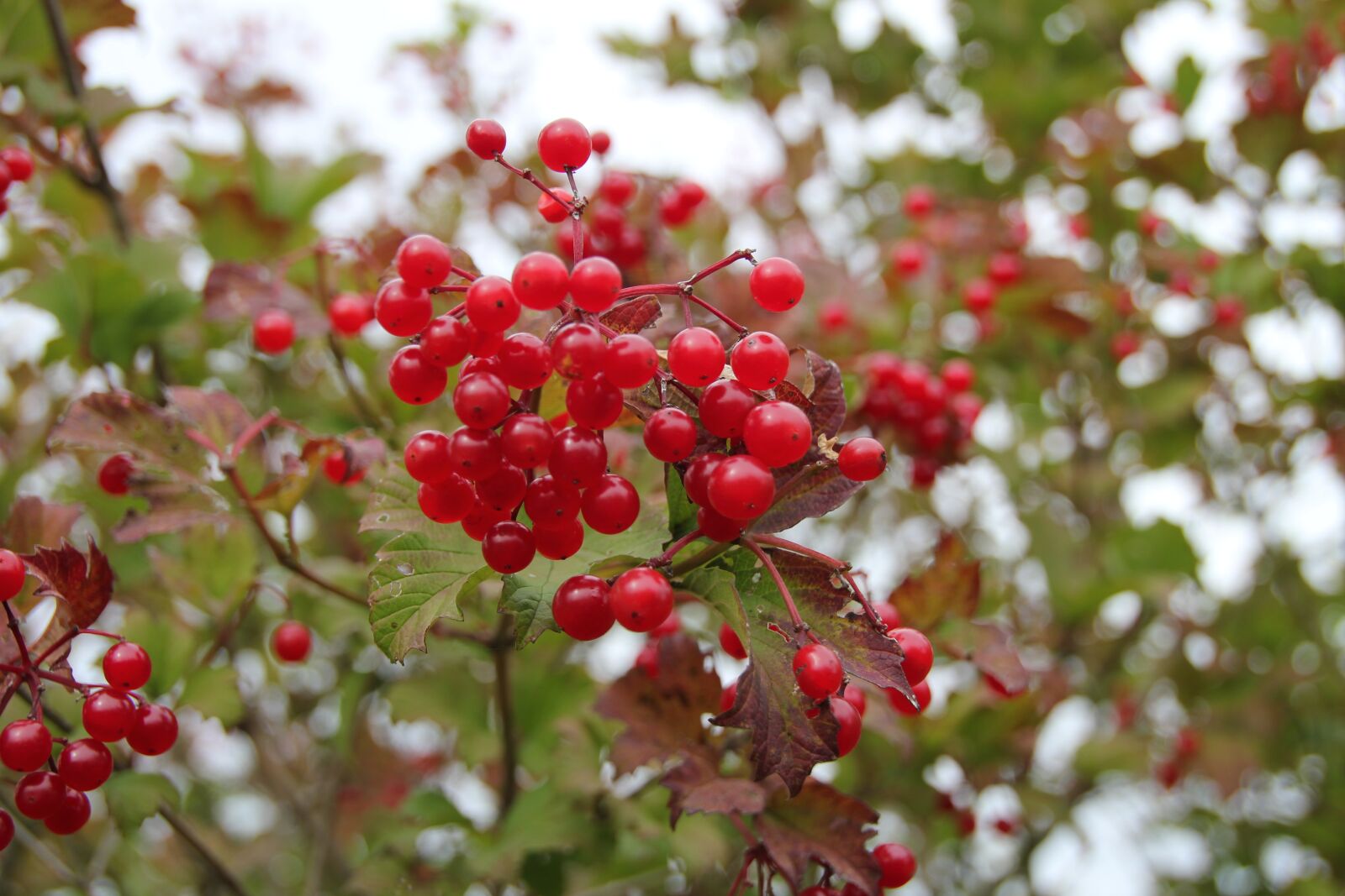 Canon EOS 550D (EOS Rebel T2i / EOS Kiss X4) sample photo. Berries, nature, macro photography