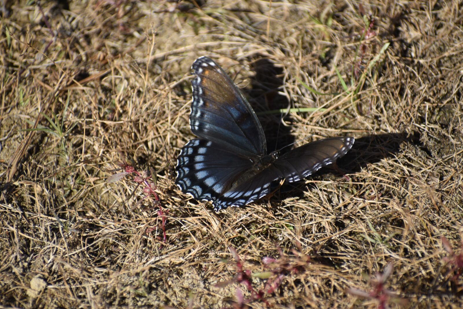Nikon D3500 sample photo. Butterfly, ground, beautiful photography