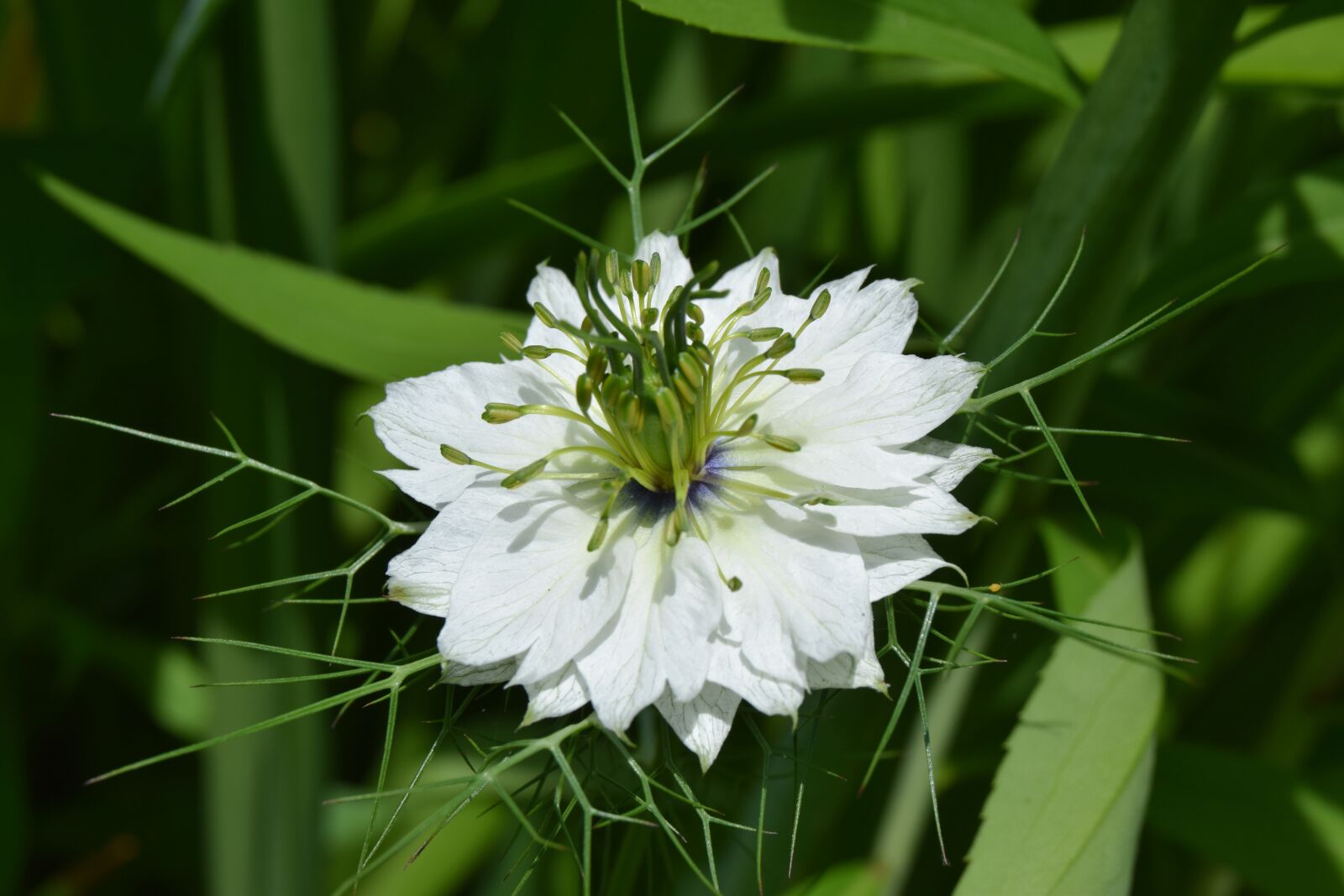 Nikon D3300 sample photo. Flower, nigella, white photography