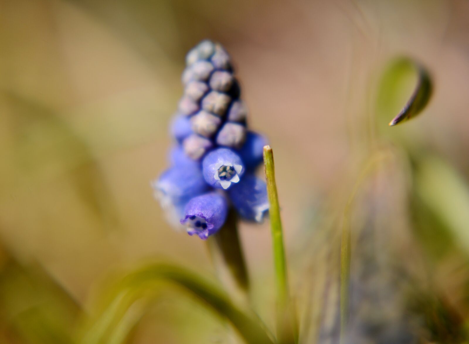 Nikon D600 sample photo. Blue grape, flower, spring photography