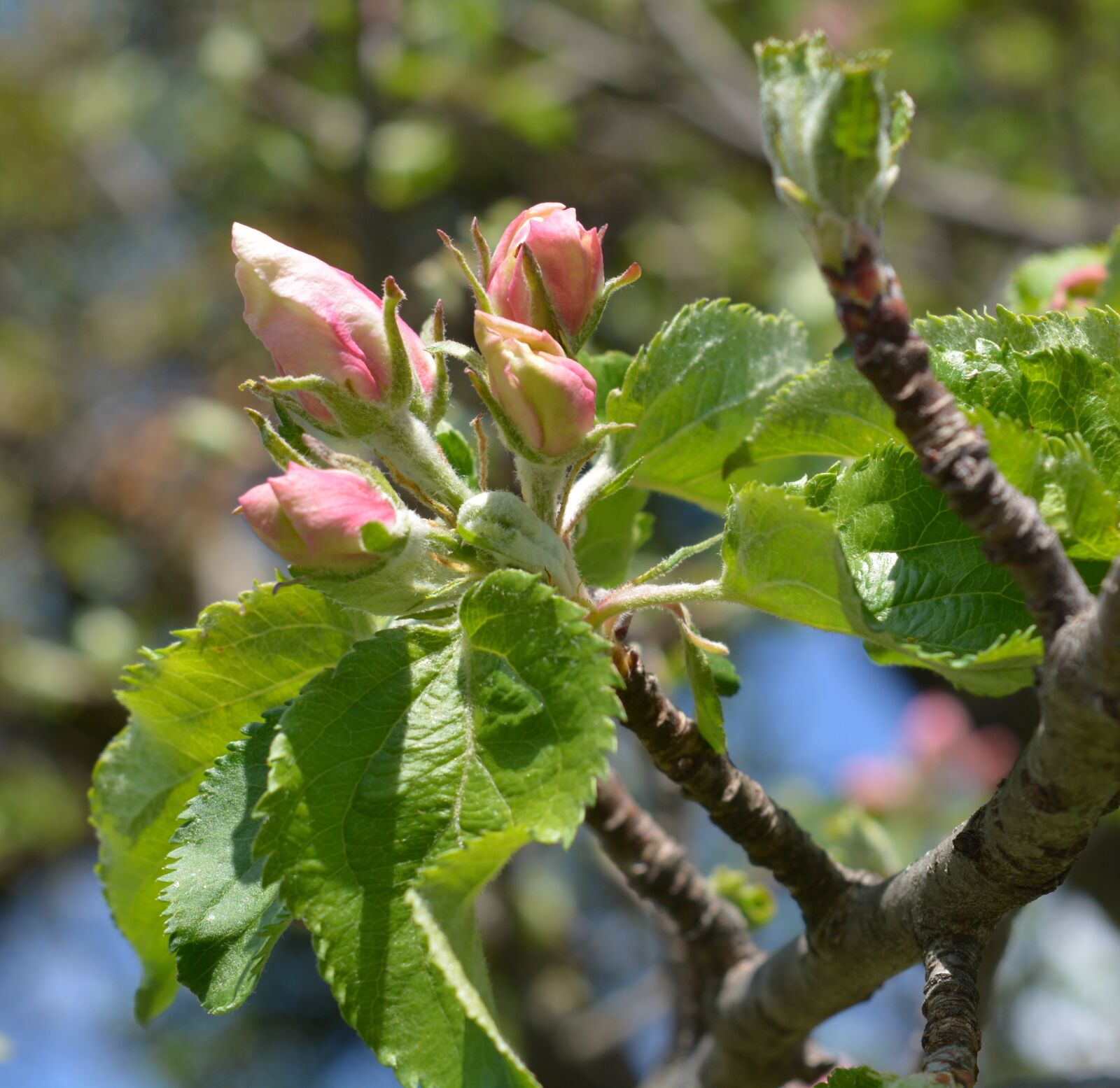 Nikon D5200 sample photo. Apple tree, blossom, bloom photography