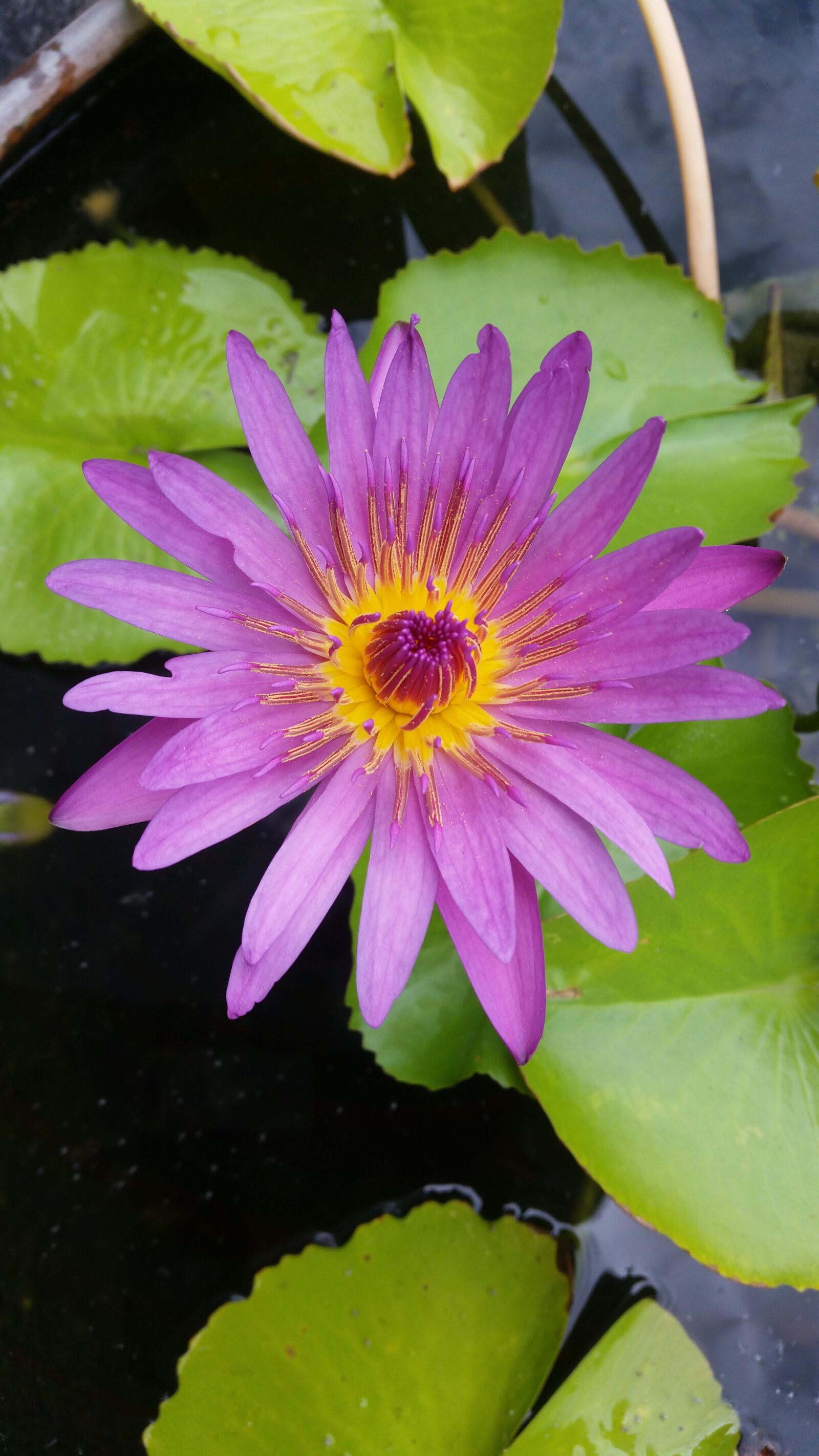 Samsung Galaxy S5 sample photo. Lotus, pink lotus, flowers photography