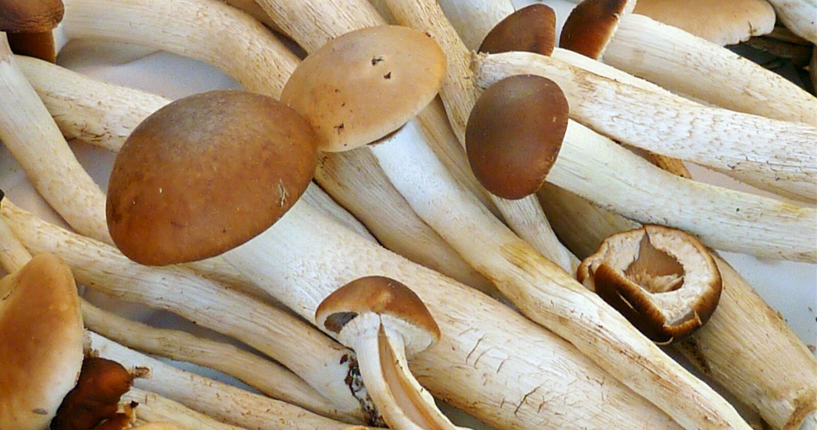 Panasonic DMC-TZ7 sample photo. Mushrooms, autumn, nature photography