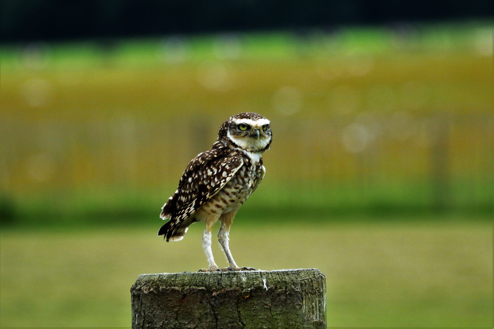 Canon EOS 7D Mark II sample photo. Burrowing owl, small owl photography