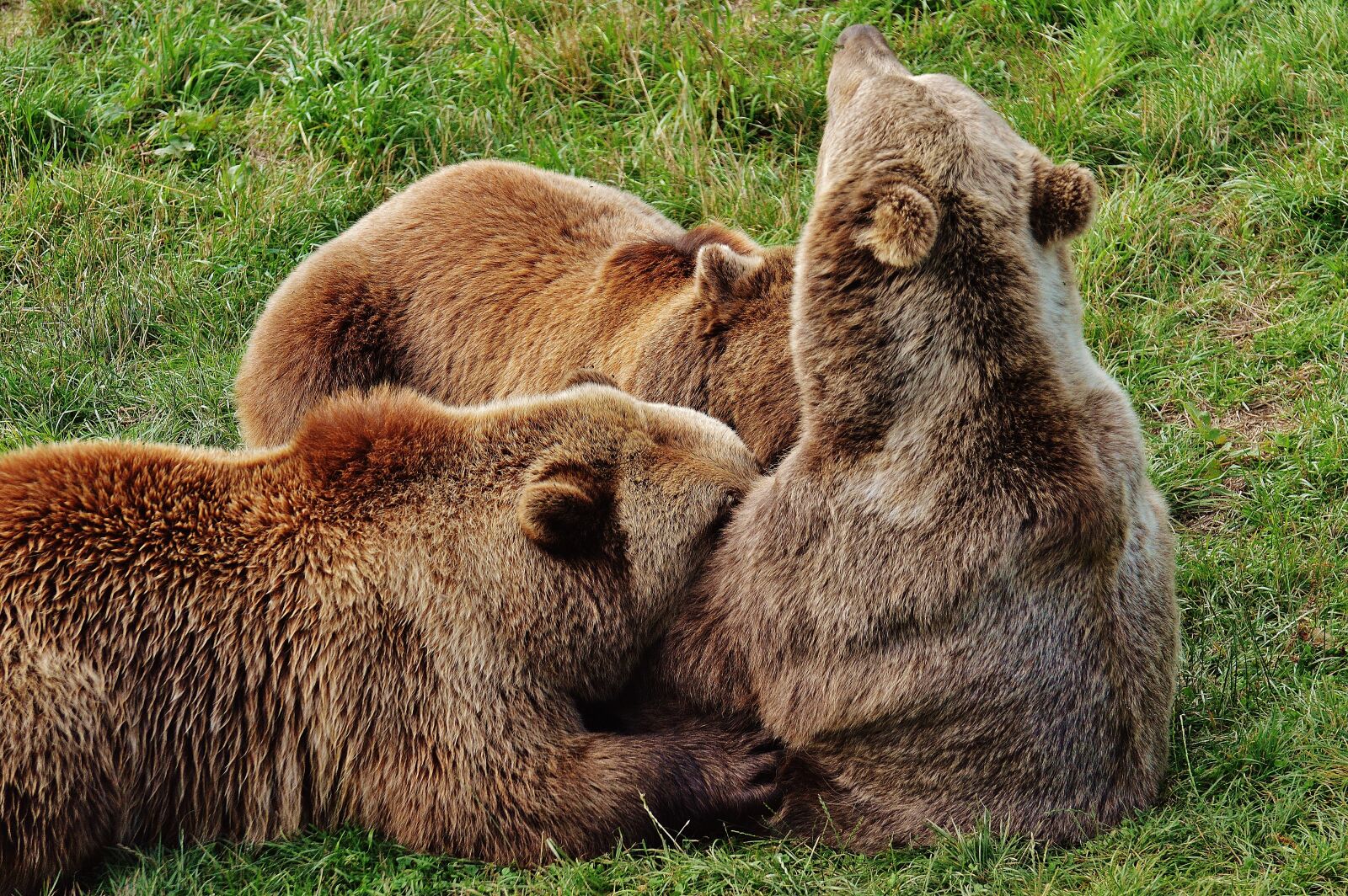 Nikon D3200 sample photo. European brown bear, suckle photography