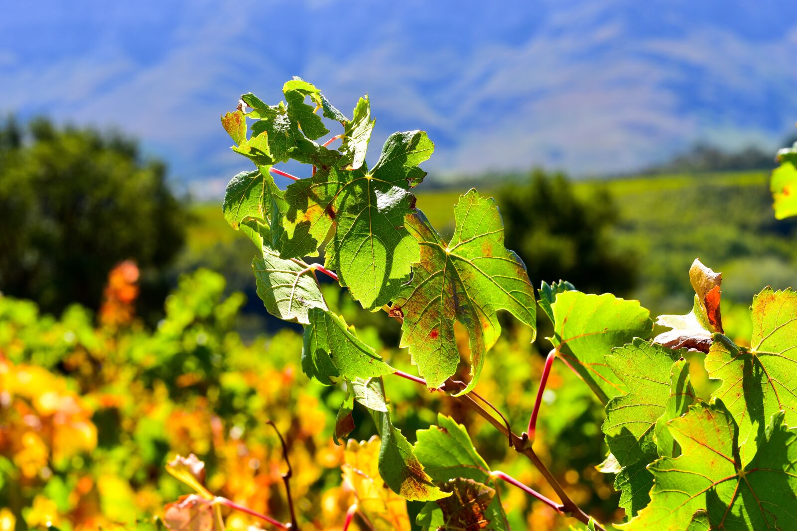 Nikon D5500 sample photo. Vineyard, leaf, nature photography