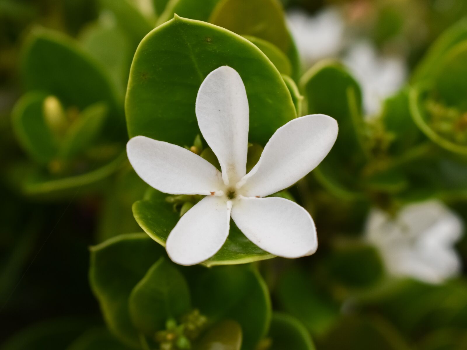 Nikon D3300 sample photo. Flower, white, nature photography
