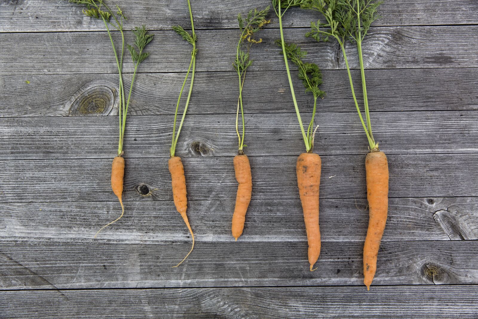 Canon EF 24-70mm F2.8L II USM sample photo. Vegetables, harvest, cultivation photography