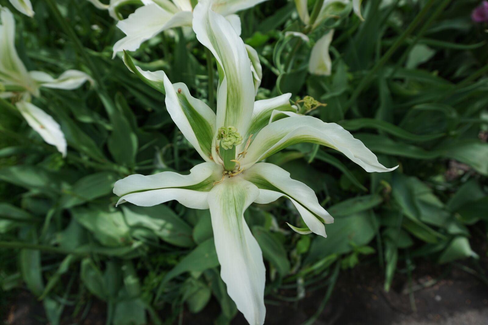 Sony E 16-50mm F3.5-5.6 PZ OSS sample photo. Tulip, white, flora photography
