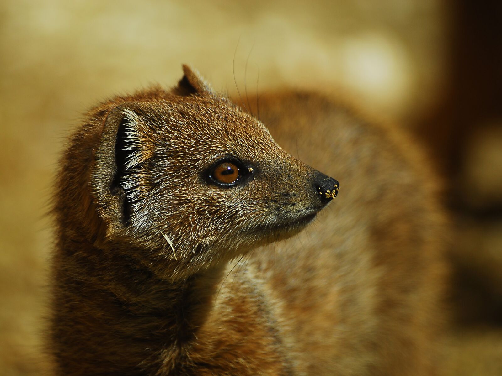Nikon D200 sample photo. Yellow mongoose, animal, mammal photography