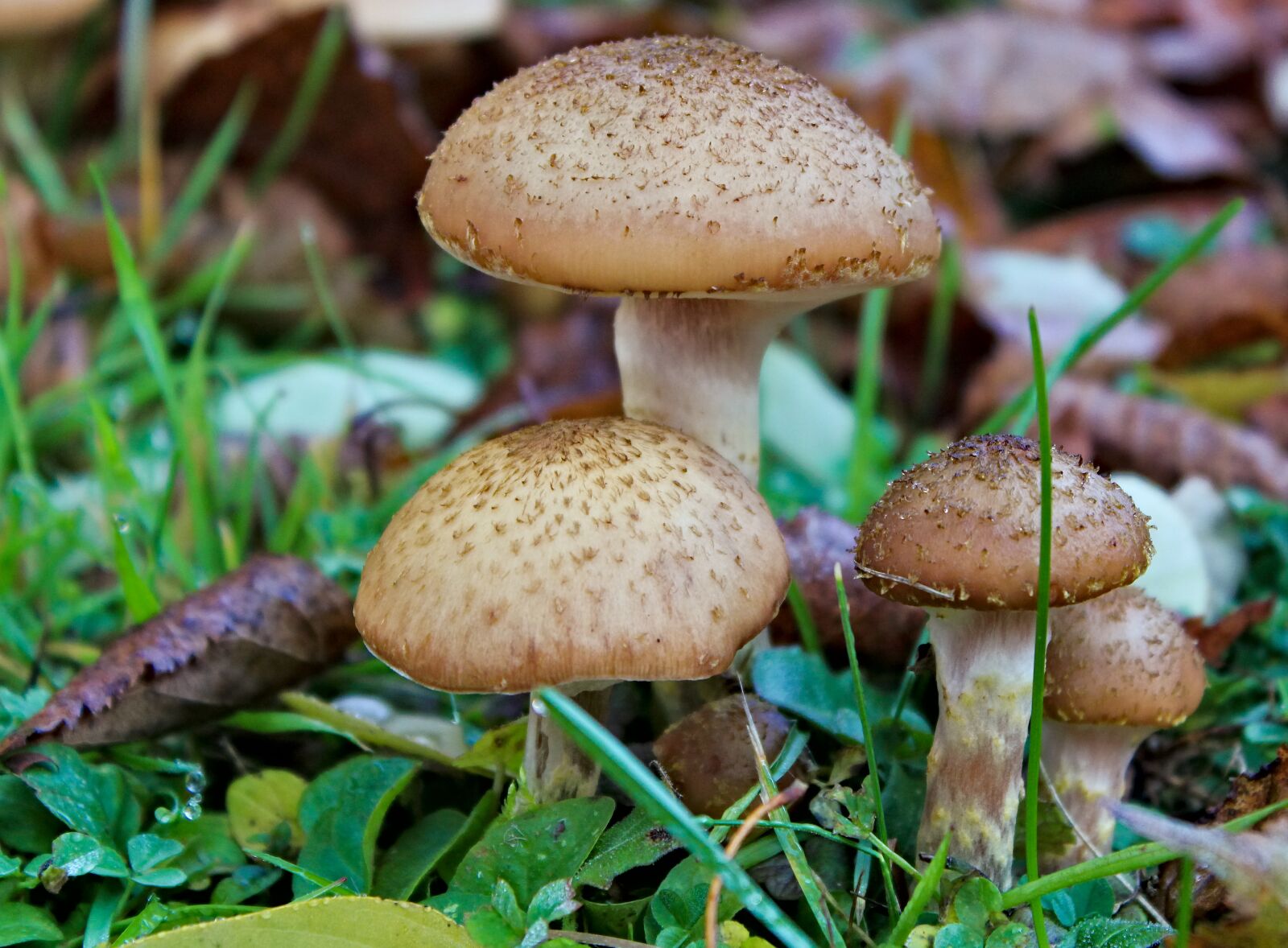 Canon EOS 550D (EOS Rebel T2i / EOS Kiss X4) sample photo. Mushrooms, armillaria mellea, šupinovky photography