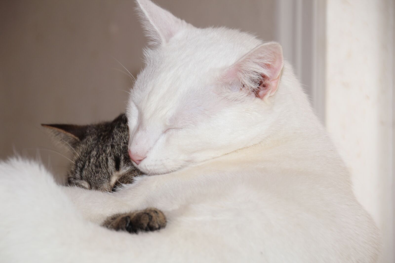 Canon EOS 600D (Rebel EOS T3i / EOS Kiss X5) sample photo. Cat, kitty, white cat photography