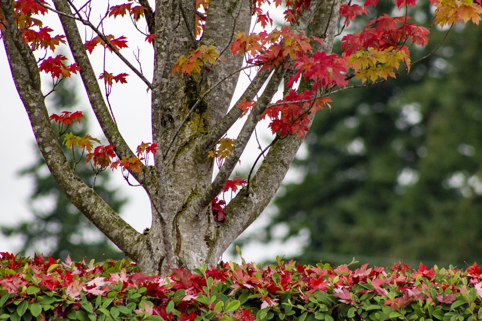 Canon EOS 1100D (EOS Rebel T3 / EOS Kiss X50) + EF75-300mm f/4-5.6 sample photo. Fall, autumn, tree photography