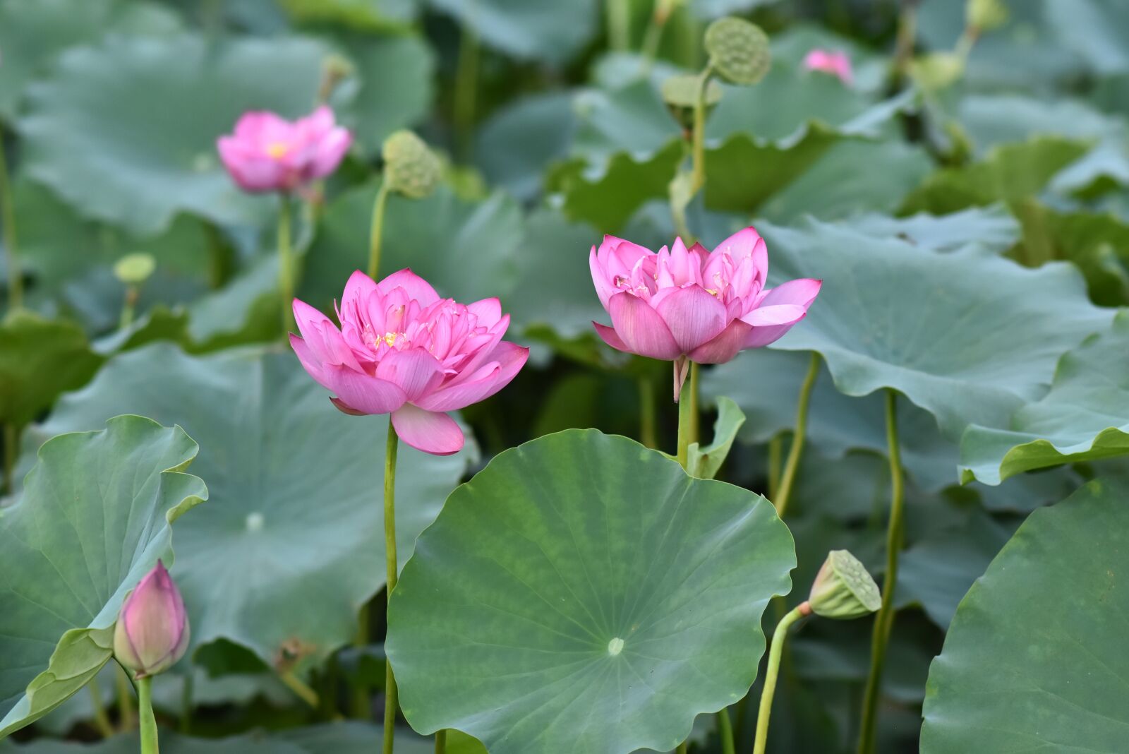 Nikon D7200 sample photo. Lotus flowers, pink, blooming photography