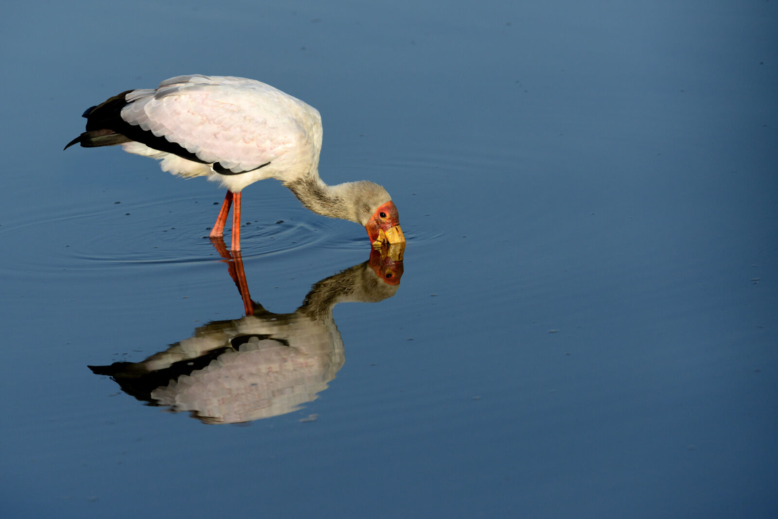 Nikon D800 sample photo. Bird, hunting, water, wild photography