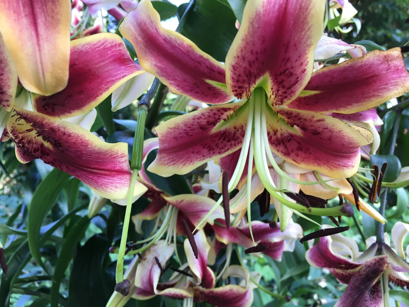 iPhone 6s back camera 4.15mm f/2.2 sample photo. Flower, flowers, garden, lily photography