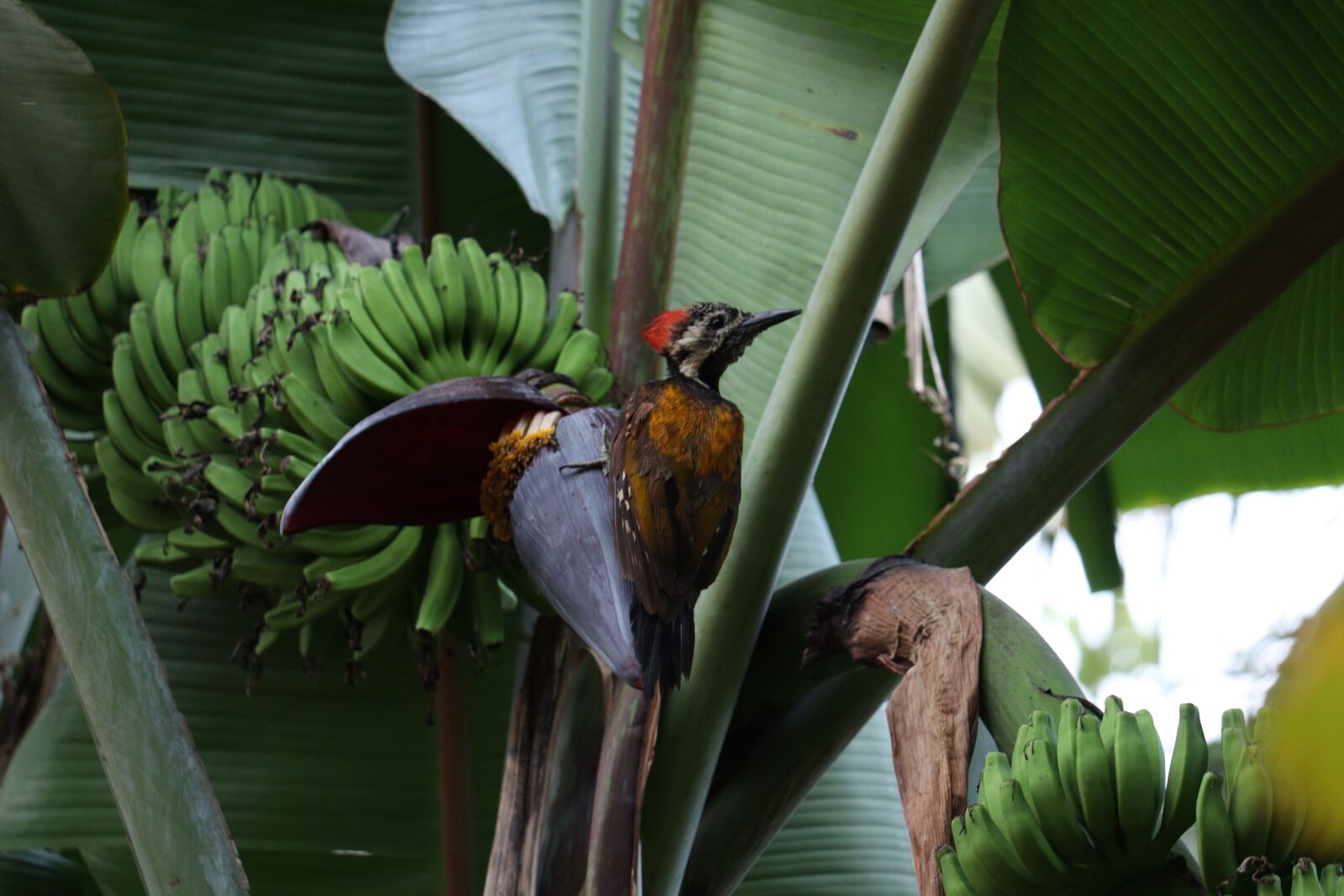 Canon EF-S 55-250mm F4-5.6 IS STM sample photo. Bird, banana, fruit photography
