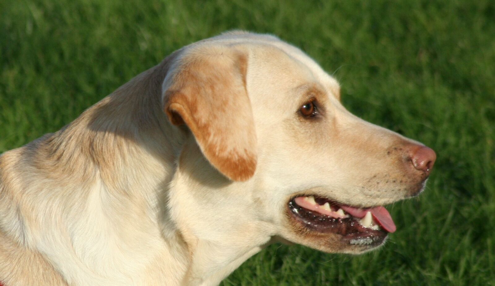 Canon EOS 350D (EOS Digital Rebel XT / EOS Kiss Digital N) sample photo. Dog, labrador, panting photography