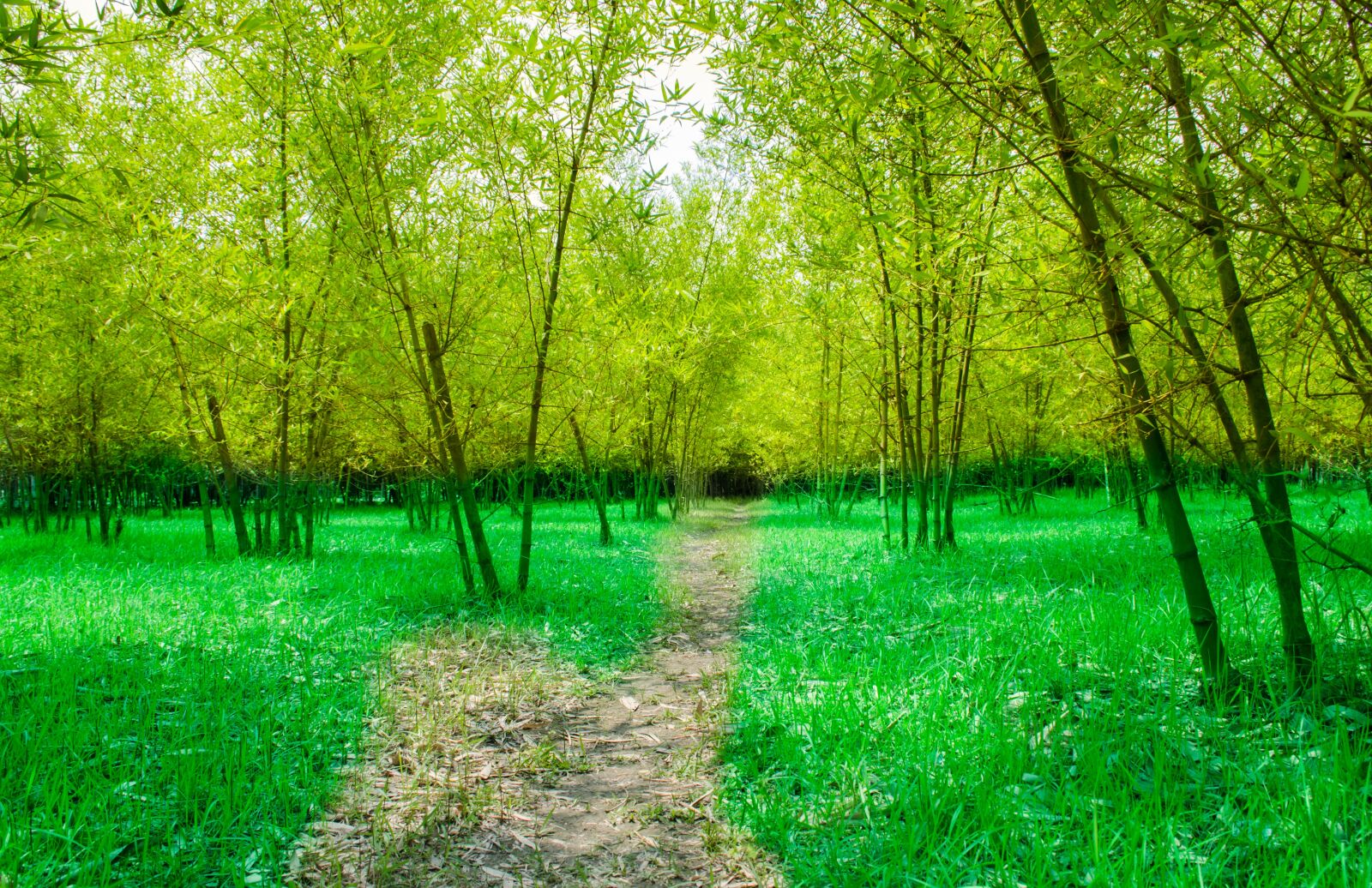 Nikon D7000 sample photo. Bamboo, garden, road photography