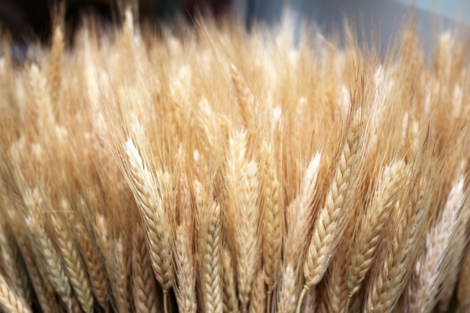 Canon EOS 650D (EOS Rebel T4i / EOS Kiss X6i) + Canon EF-S 18-55mm F3.5-5.6 IS sample photo. Wheat, cereals, agriculture photography