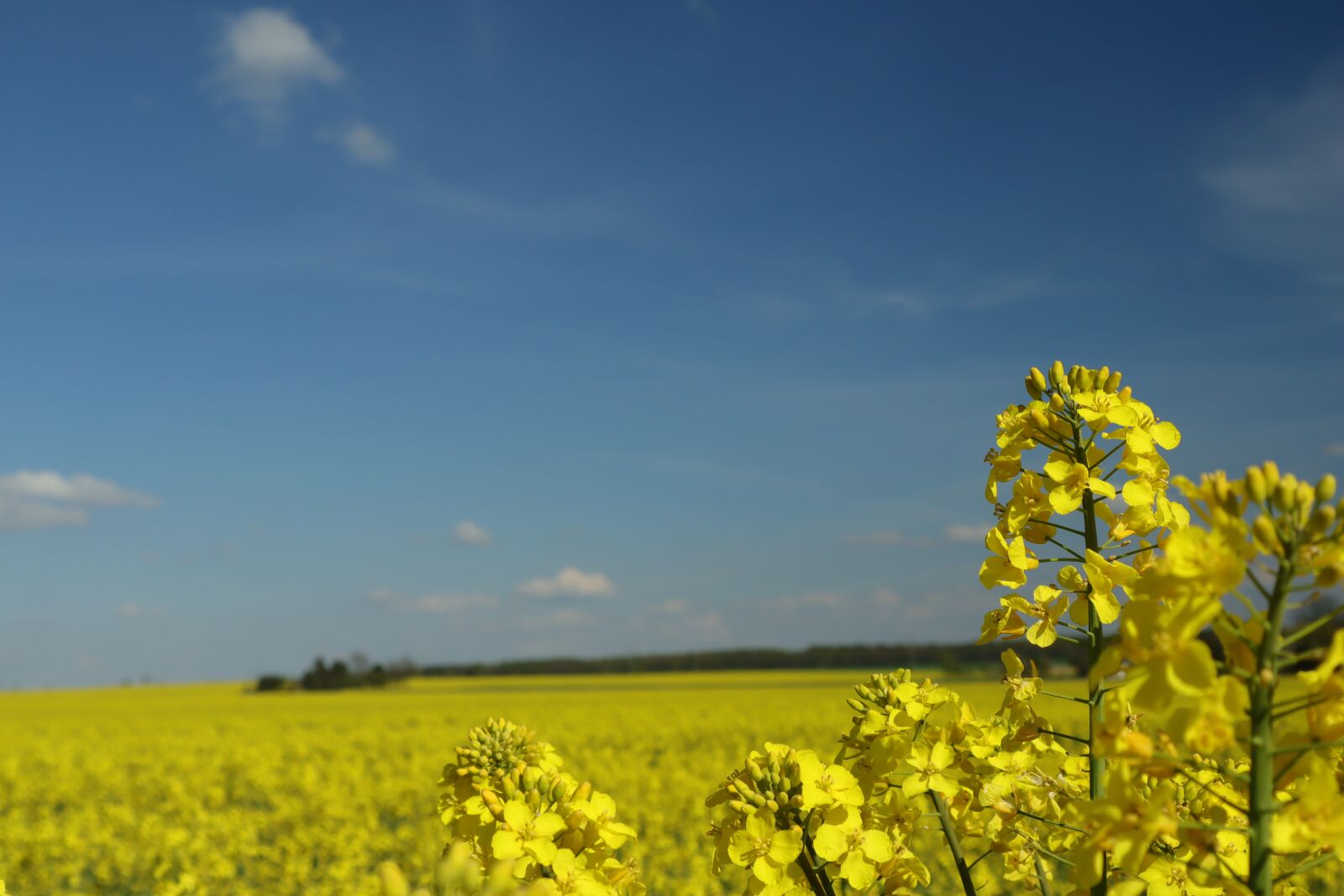 Canon EOS M50 (EOS Kiss M) sample photo. Oilseed rape, field of photography
