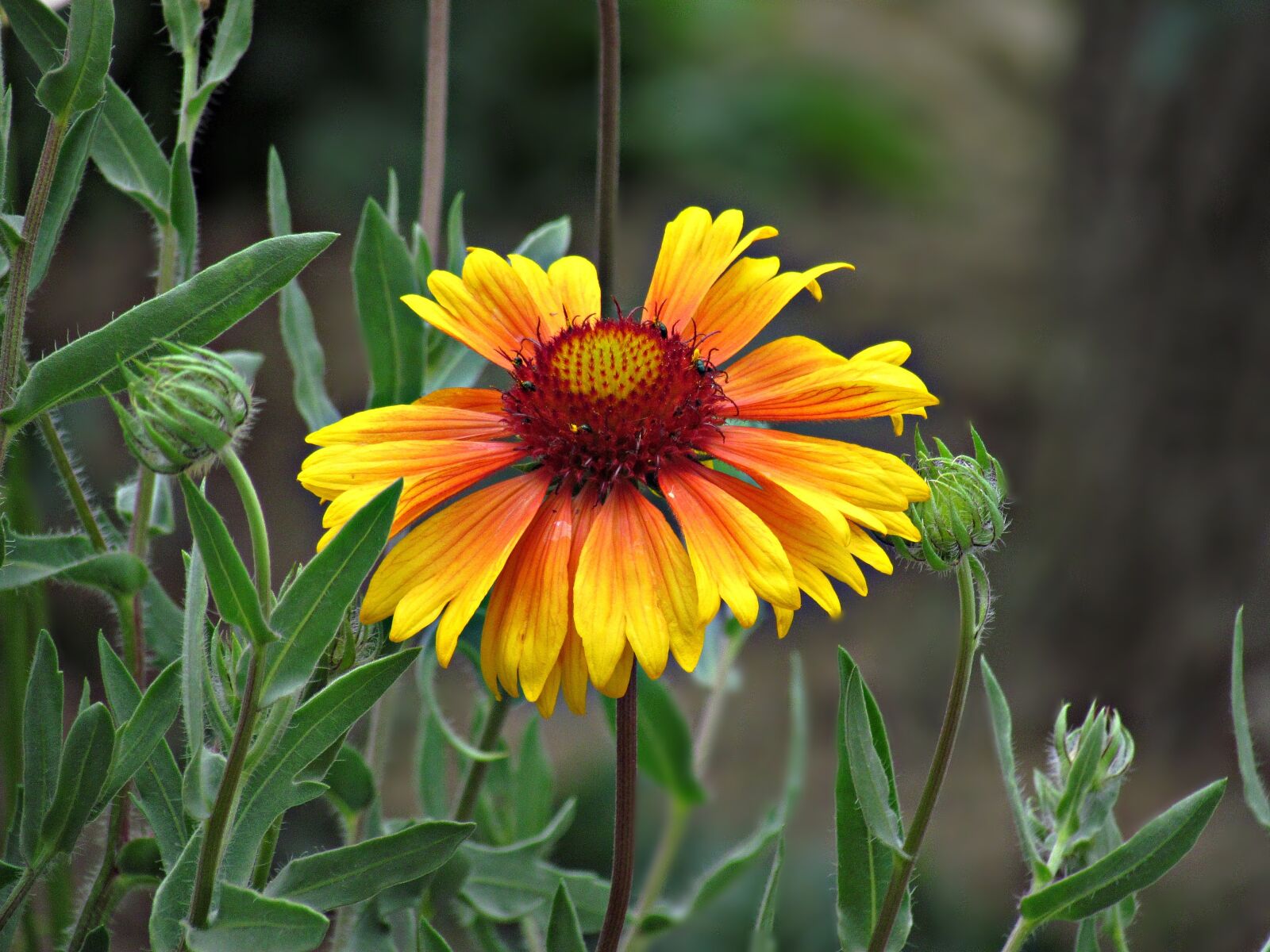 Canon PowerShot SX30 IS sample photo. Flower, yellow, nature photography