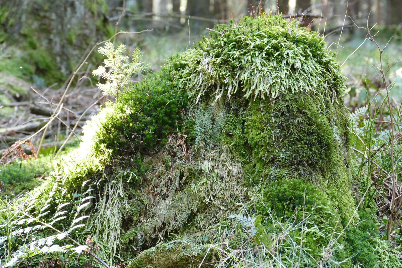 Panasonic Lumix DMC-FZ1000 sample photo. Tree stump, idyllic, forest photography