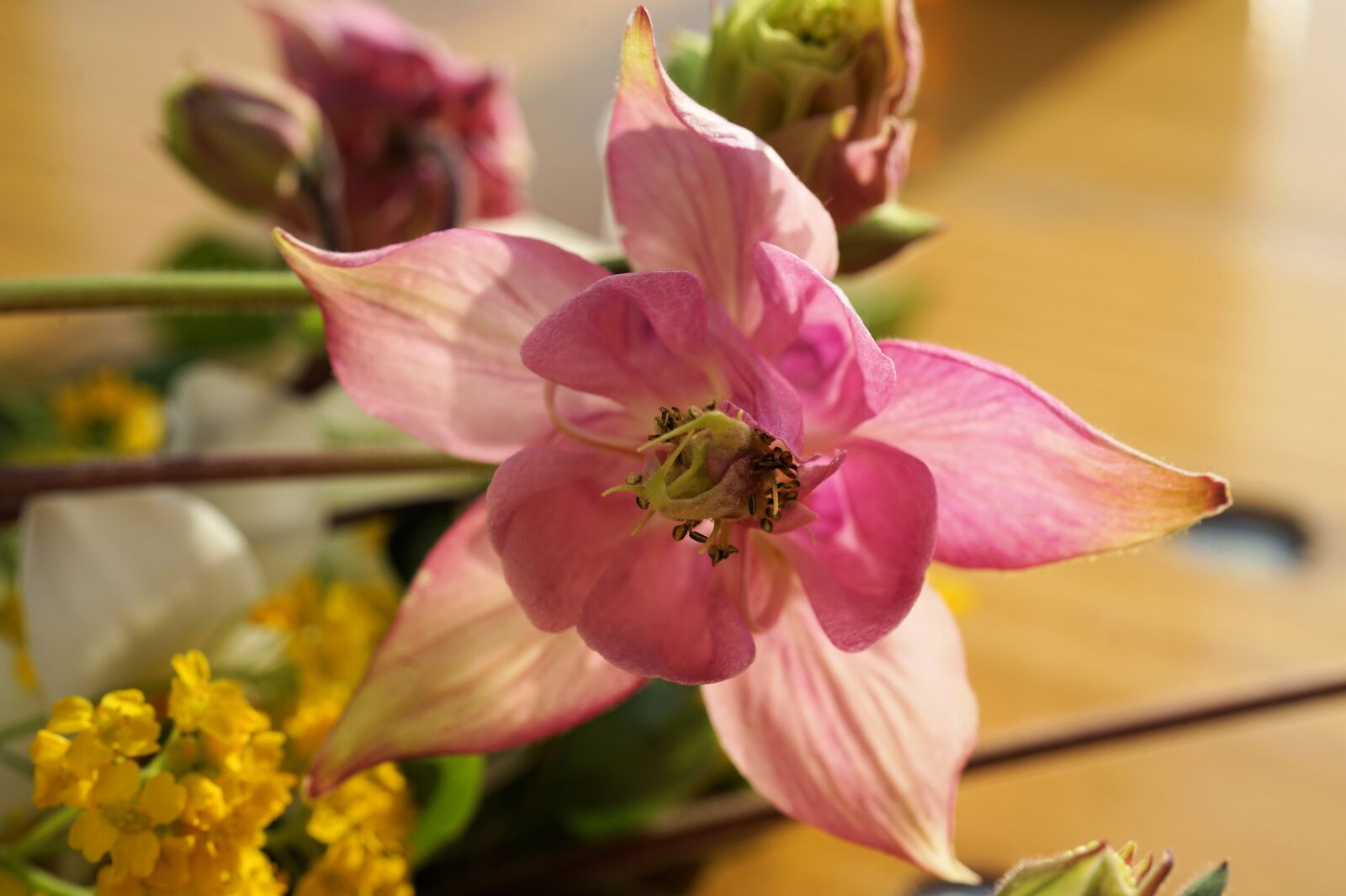 Sony FE 50mm F2.8 Macro sample photo. Flower, field flower, blossom photography