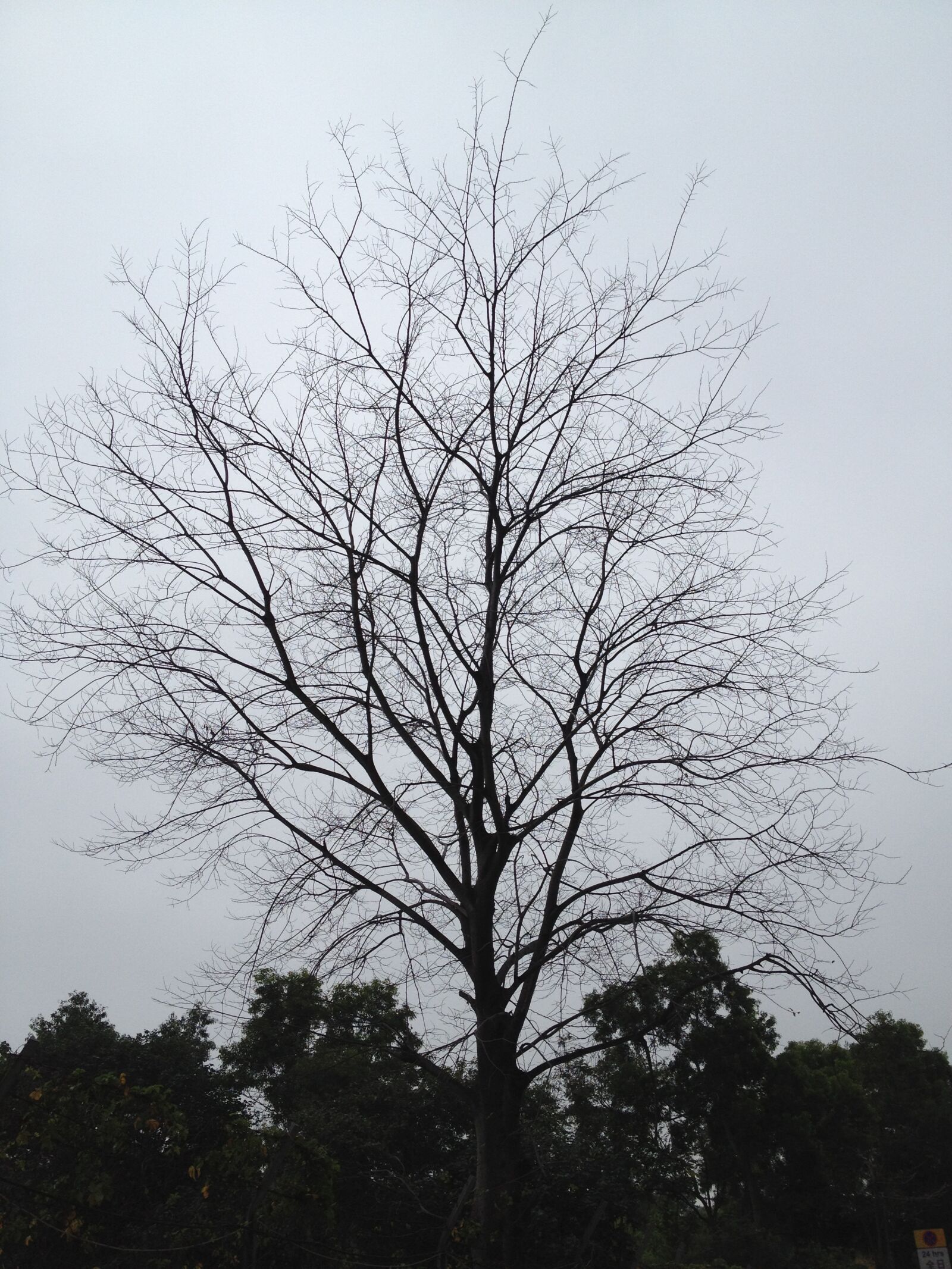 Apple iPhone 4S sample photo. Tree, hokaido, branches photography