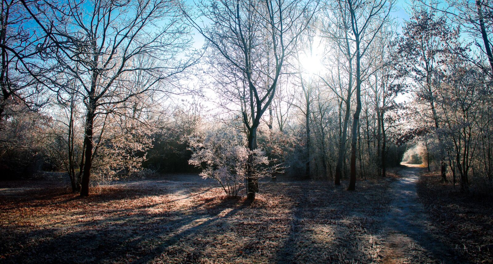 Nikon D3200 sample photo. Winter, tree, nature photography