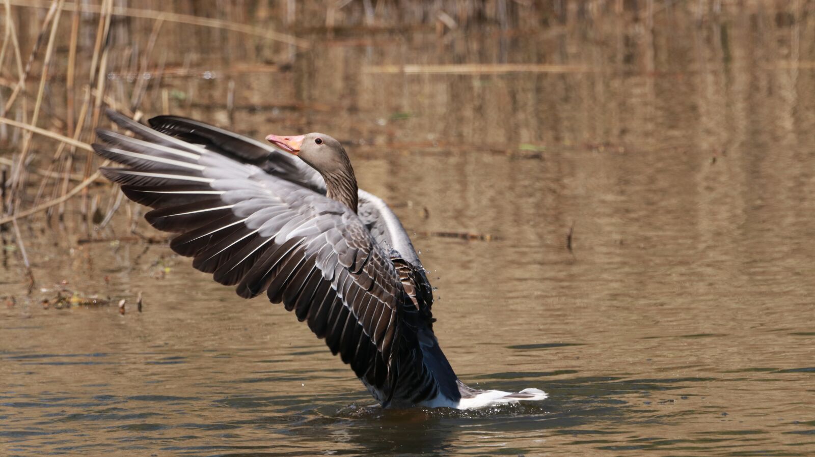 150-600mm F5-6.3 DG OS HSM | Contemporary 015 sample photo. Lake, water bird, nature photography