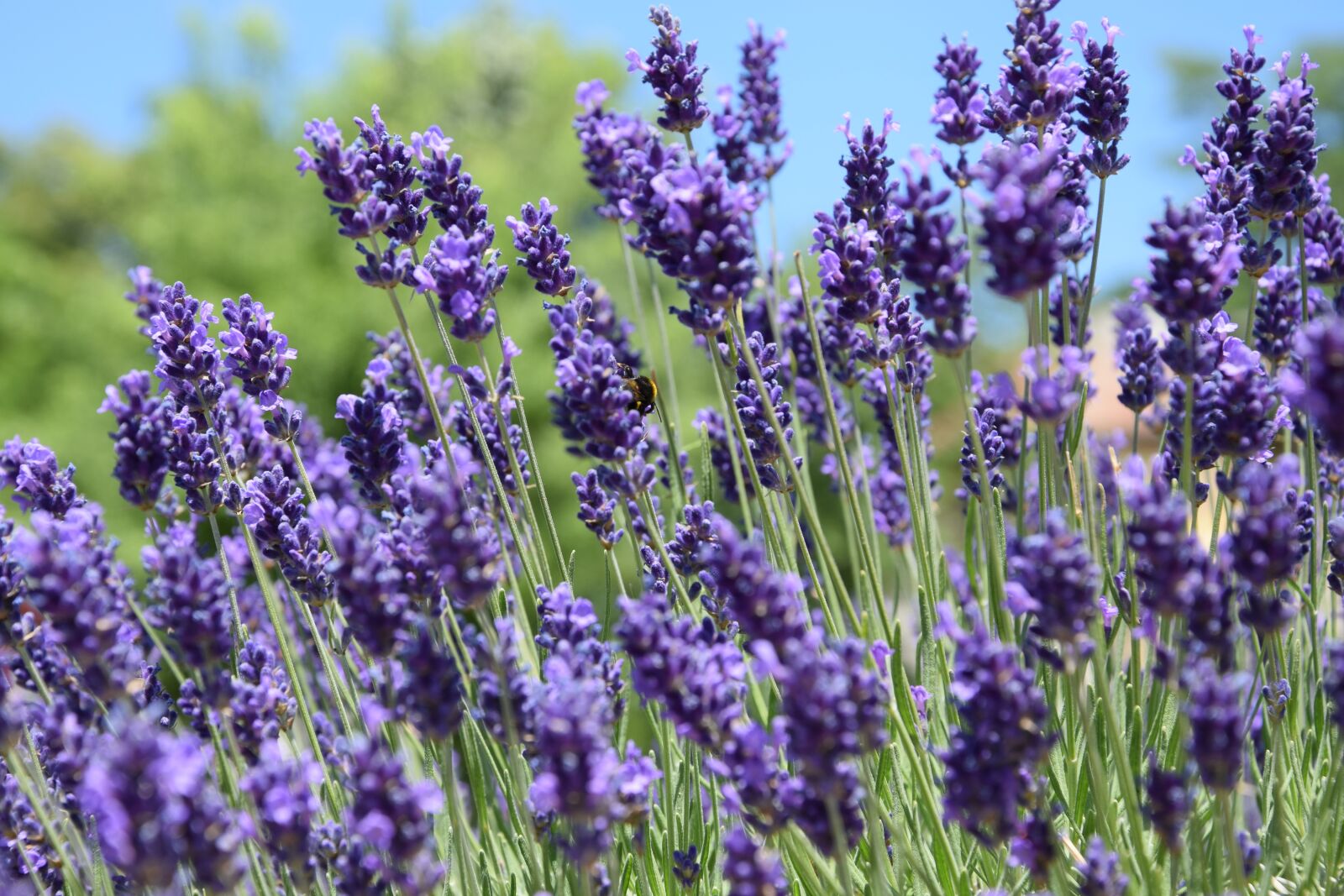 Nikon D3300 sample photo. Lavender, june, purple photography