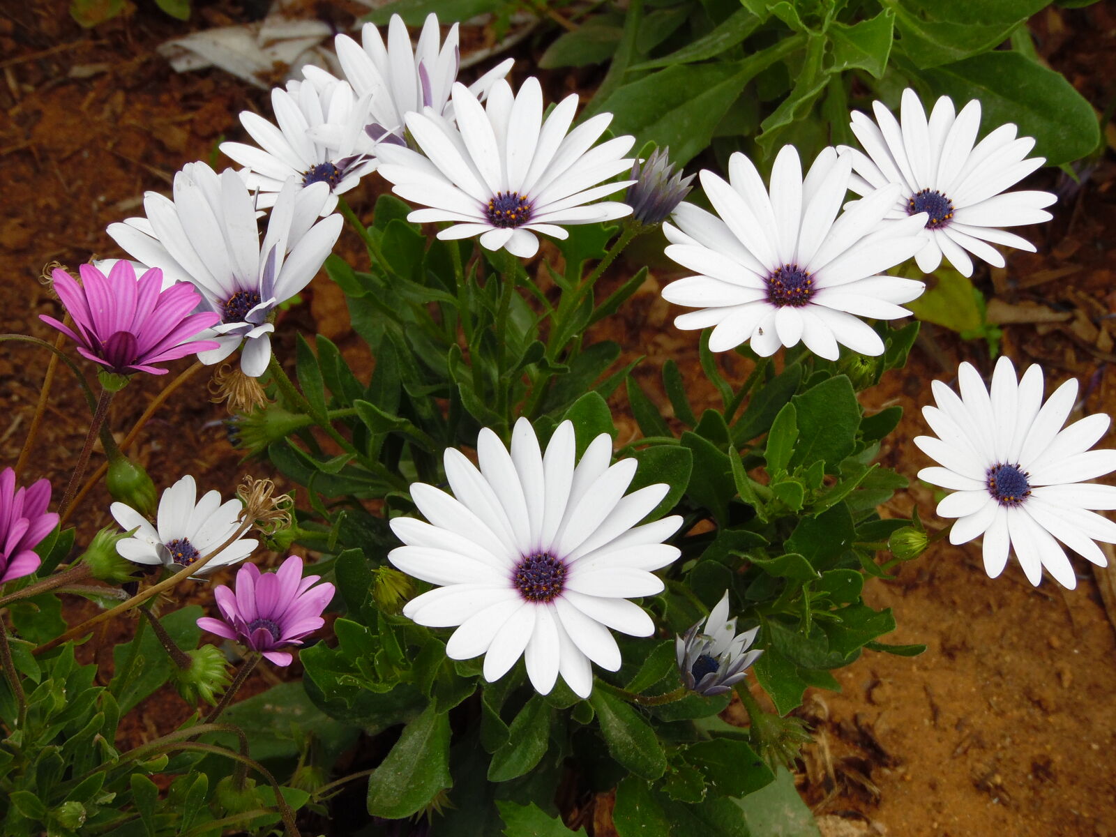 Samsung WB1100F/WB1101F/WB1102F sample photo