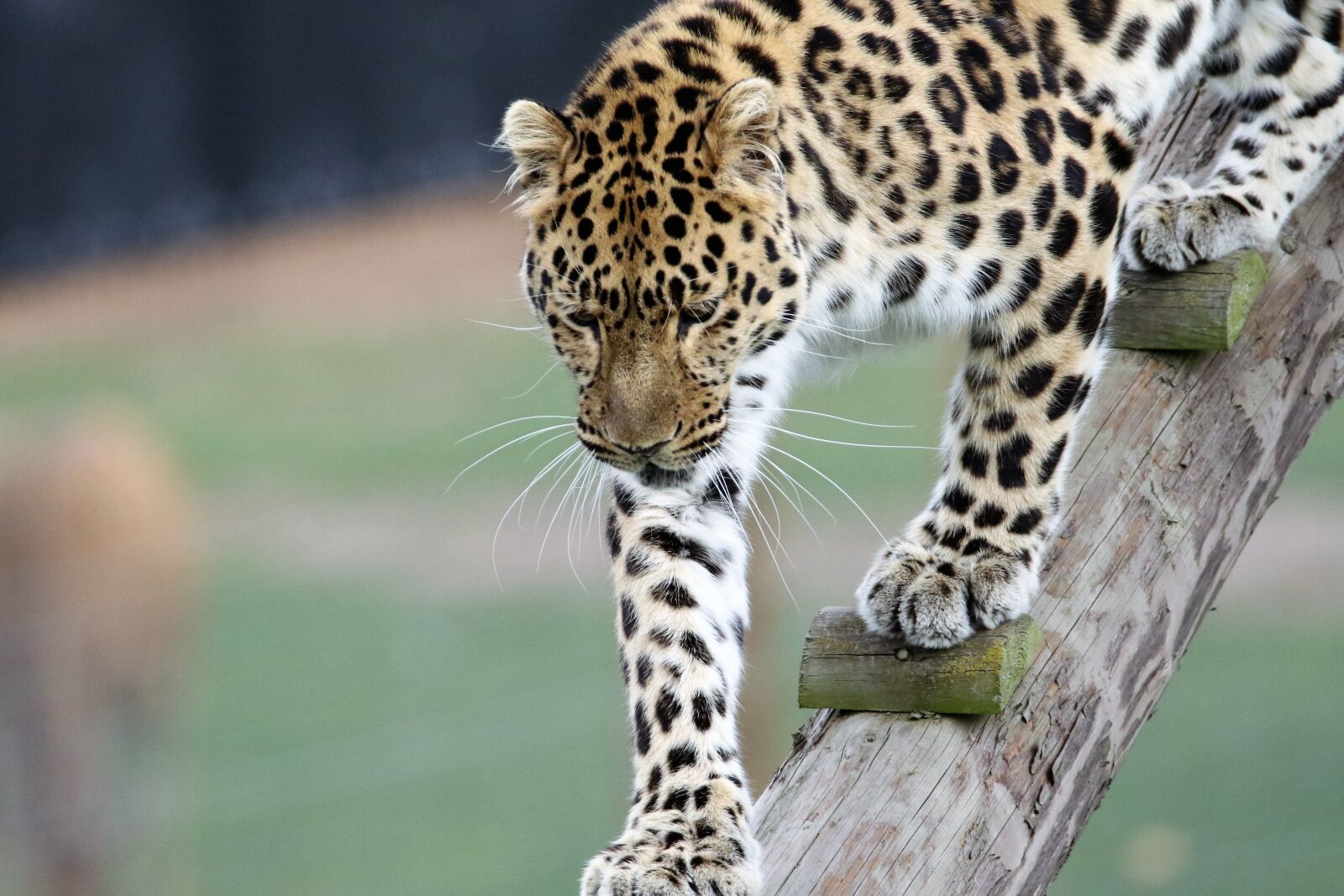 Canon EOS 7D Mark II sample photo. Leopard, big cat, animal photography