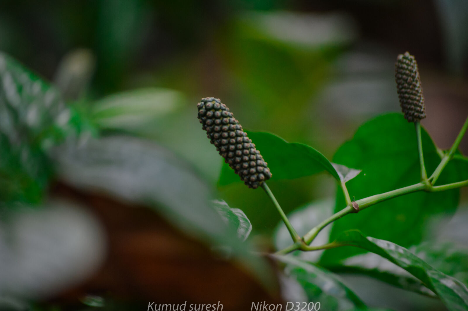 Nikon D3200 sample photo