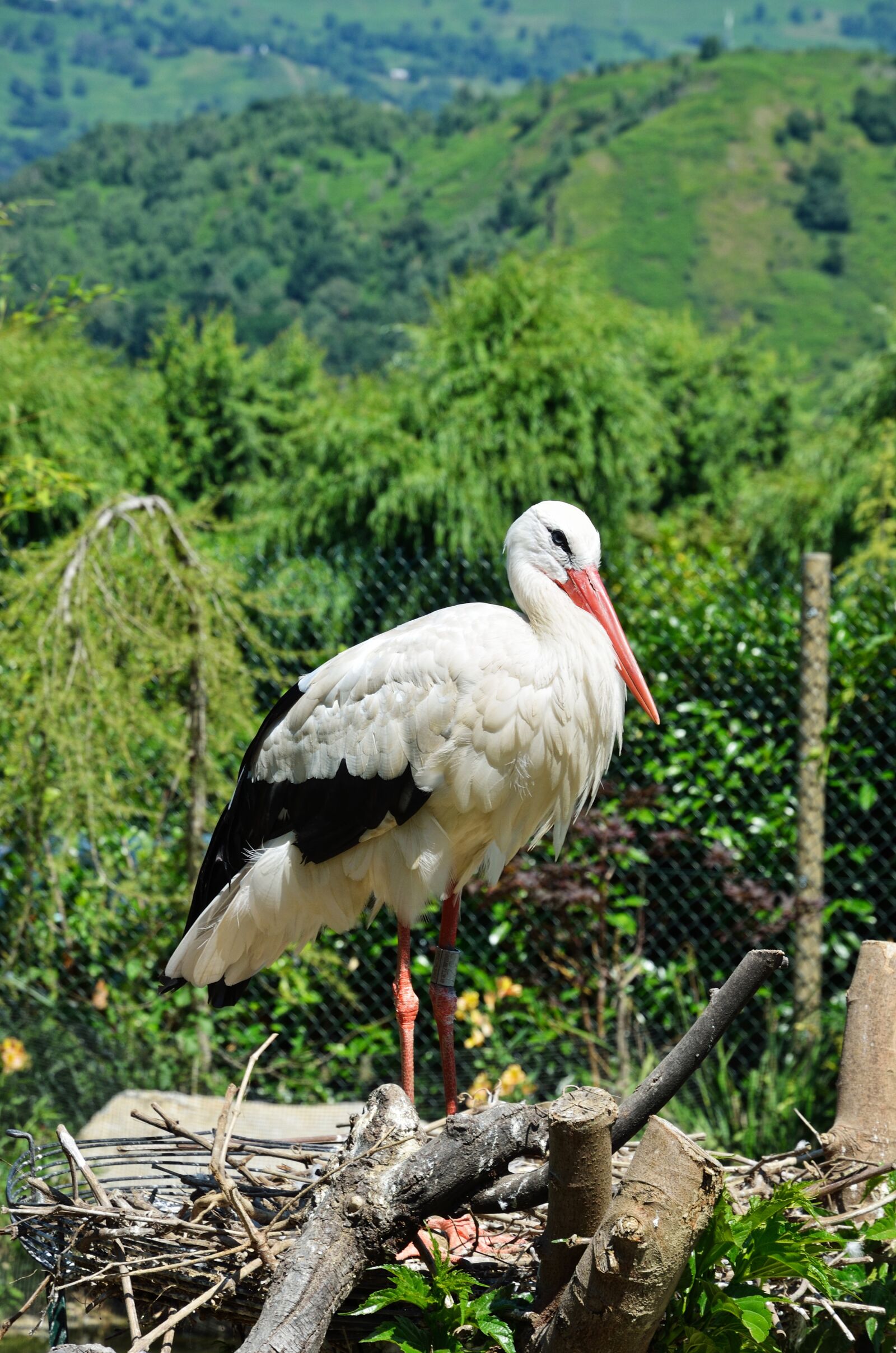 Nikon D7000 sample photo. Bird, nest, net photography