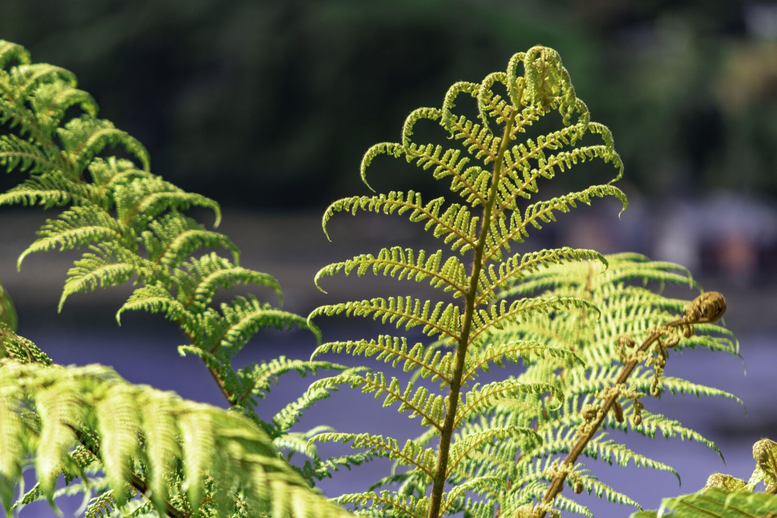 Nikon D3400 sample photo. Maori, koru, fern photography