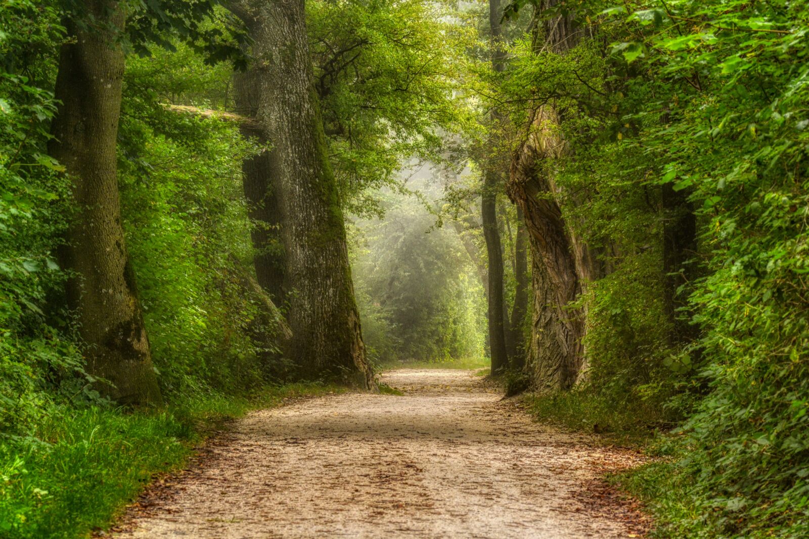 Nikon D7100 sample photo. Path, forest, nature photography