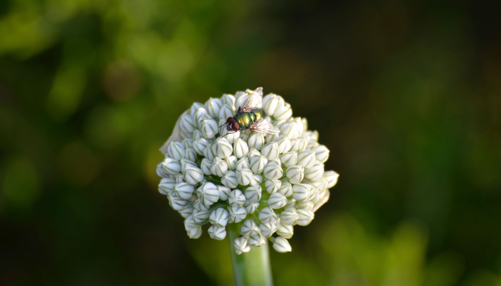 Nikon D5100 sample photo. Fly, insect, close up photography