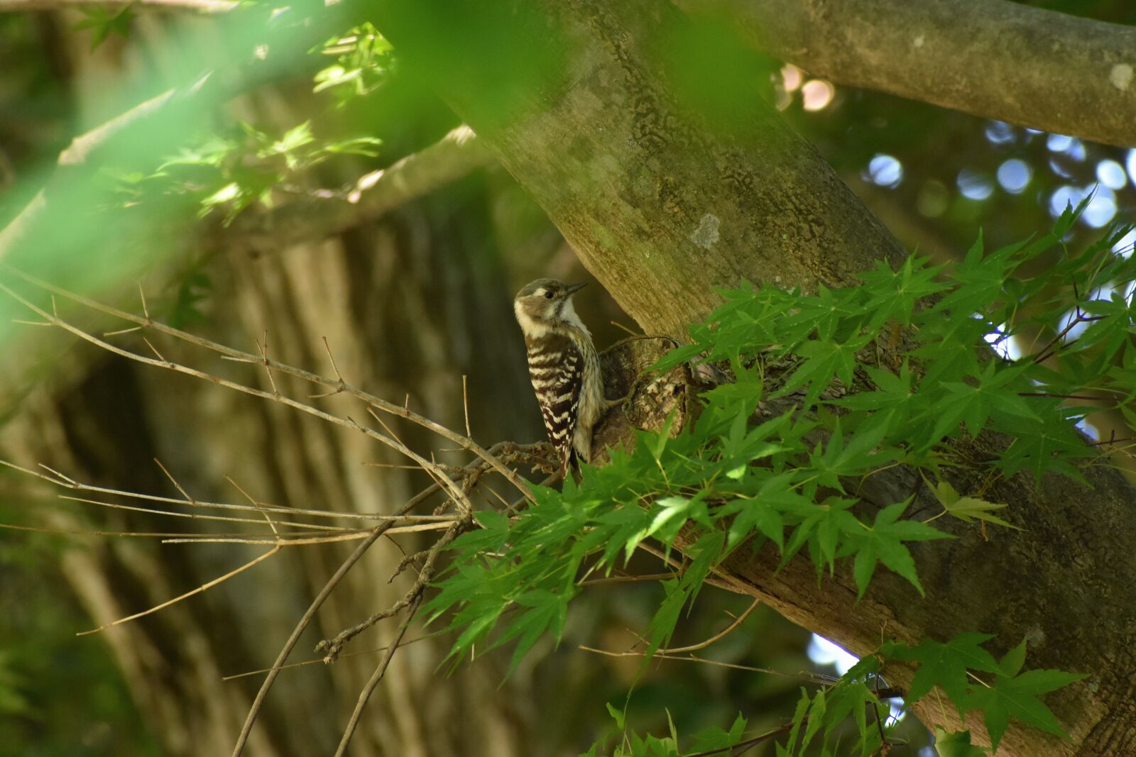 Nikon D7200 sample photo. Animal, fresh green, wood photography
