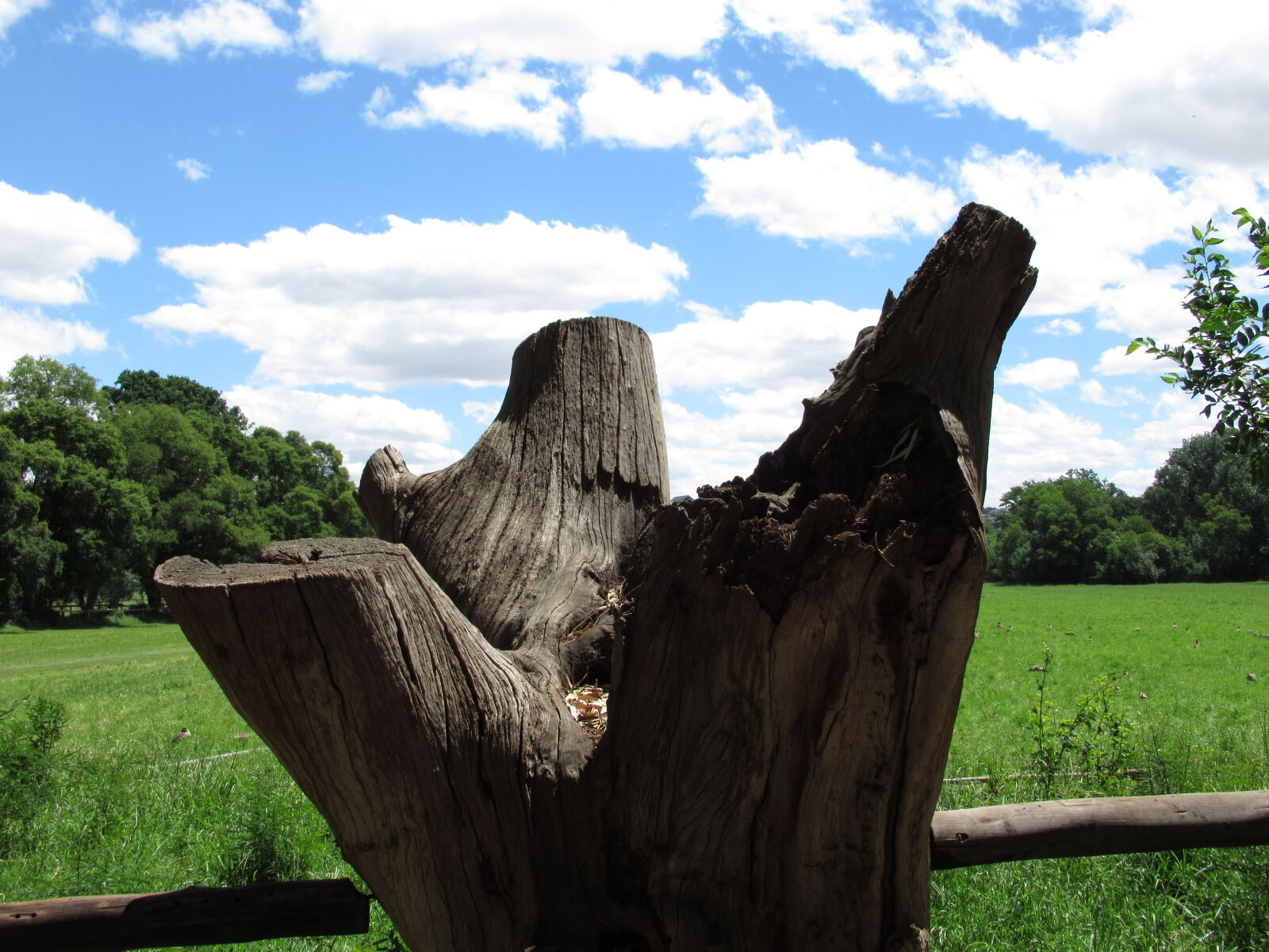 Canon PowerShot SX620 HS sample photo. Bark, blue, sky, brown photography