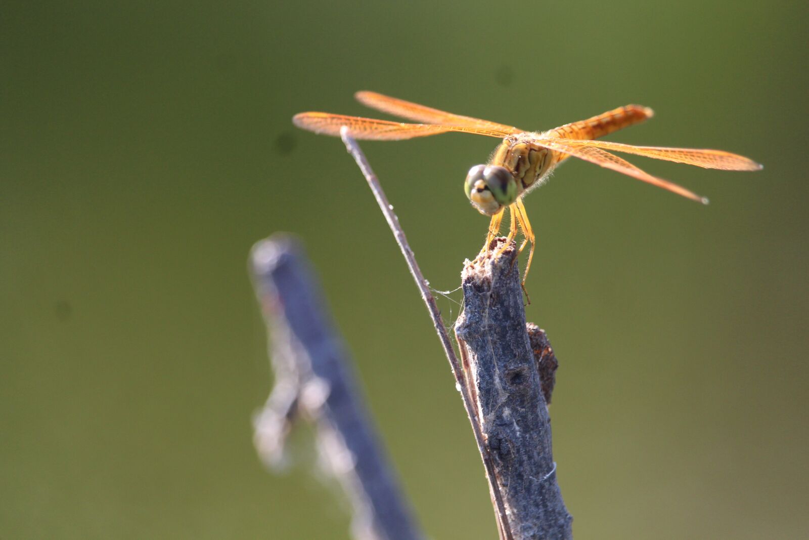 Canon EOS 700D (EOS Rebel T5i / EOS Kiss X7i) sample photo. Capung, hewan, animal photography